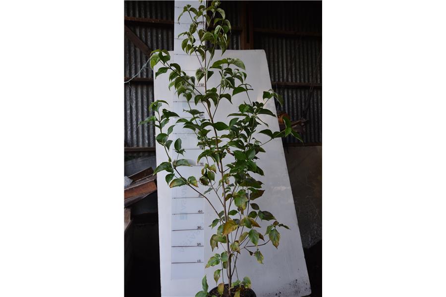 Chinese Rima Dogwood