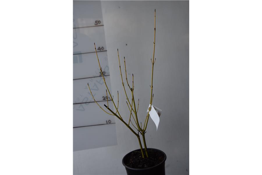 Yellow Stemmed Dogwood