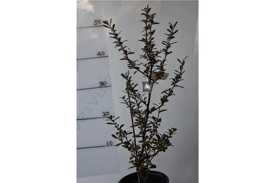 Corokia virgata Frosted Chocolate