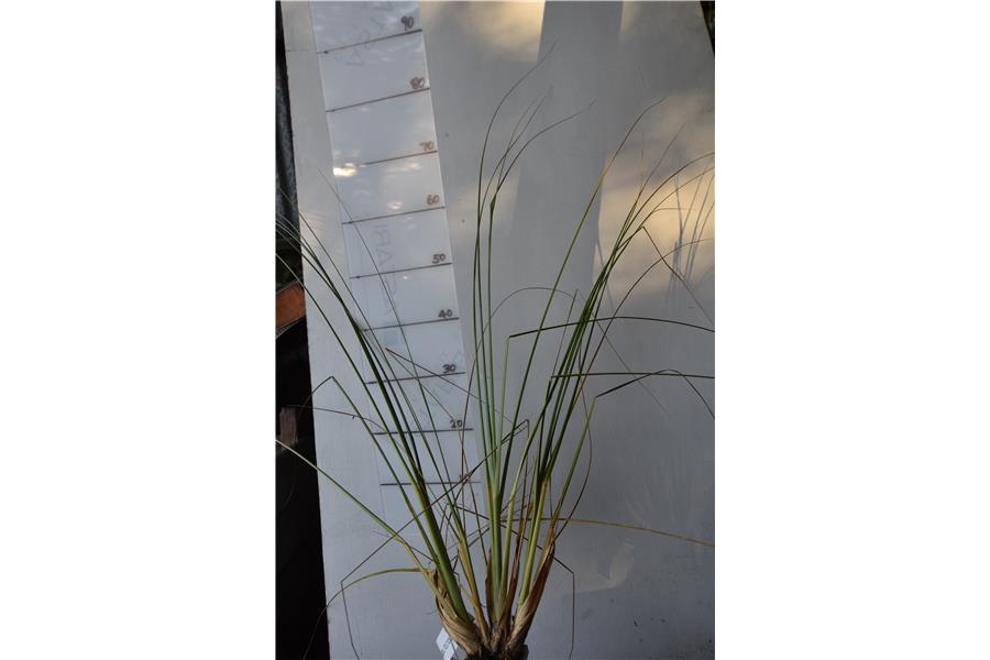 Cortaderia toitoi