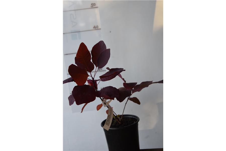 NEW SMOKE BUSH