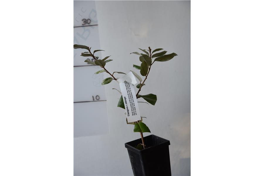 Elaeagnus x ebbingei