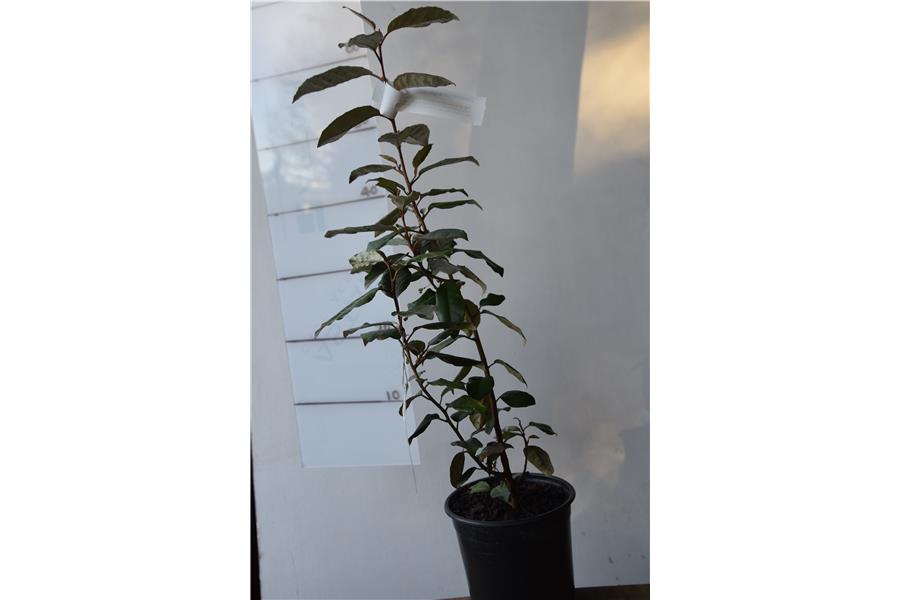 Elaeagnus x ebbingei