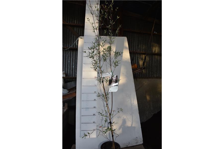 Leatherwood