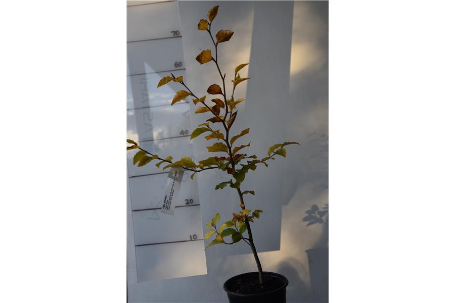 English Beech