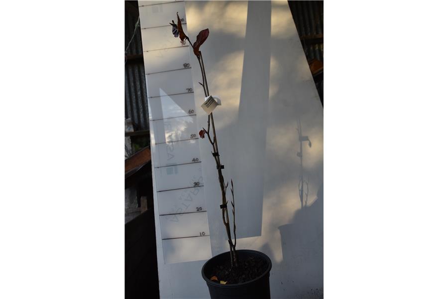 Purple Column English Beech