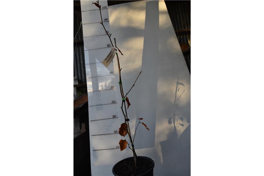 Fagus sylvatica Swat Magret