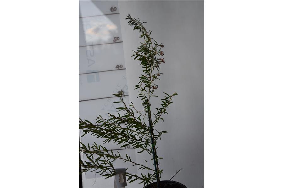 Grevillea Audrey