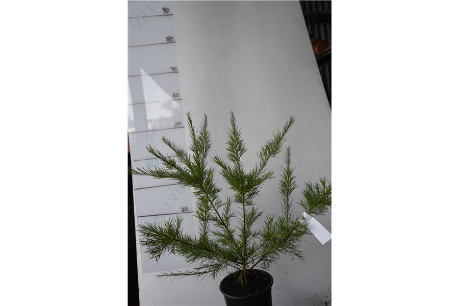 Grevillea Canterbury Gold