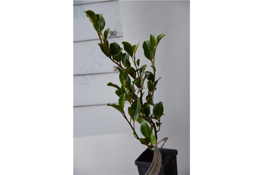Native Broadleaf