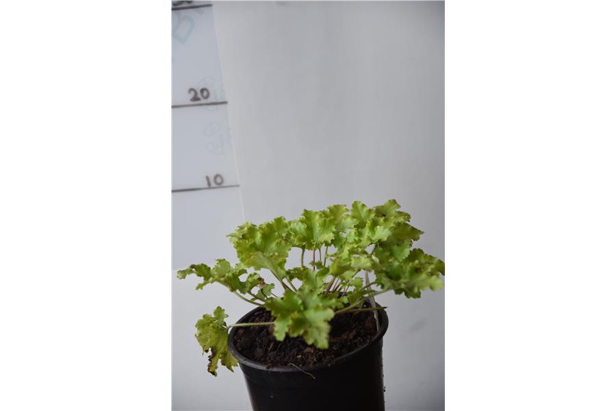Heuchera Lime Marmalade
