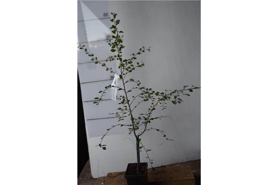 Hoheria angustifolia