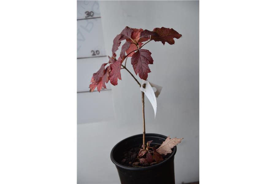 Oak leaved Hydrangea