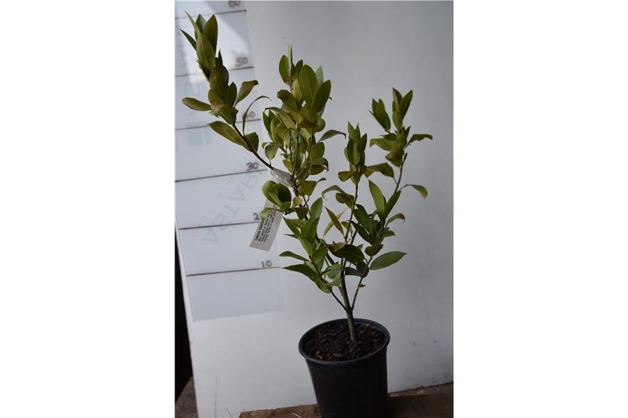 Bay Laurel or Sweet bay