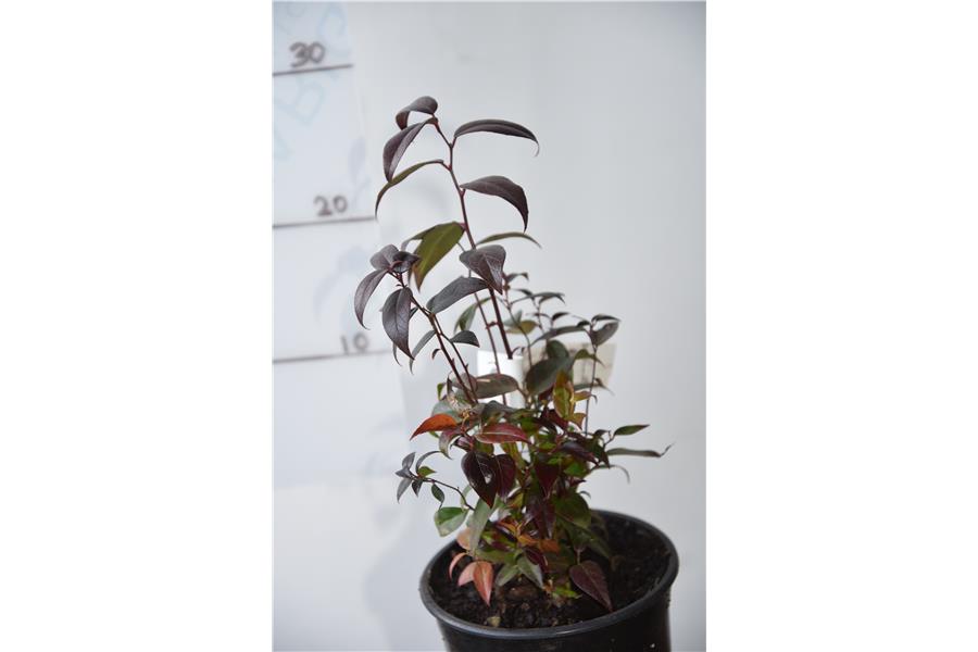 Leucothoe fontanesiana Crimson Globe