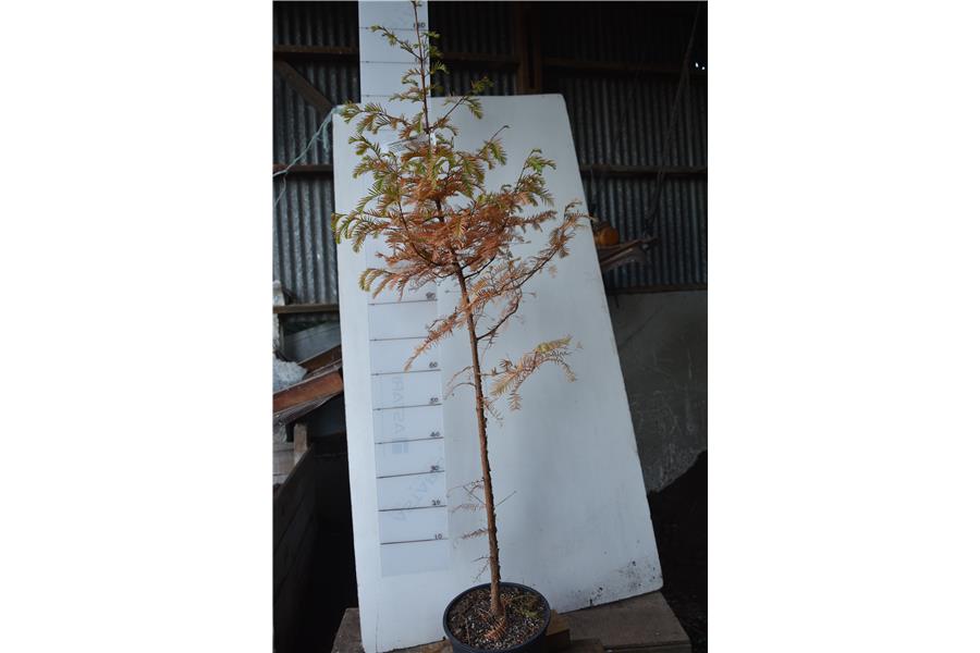 Dawn Redwood
