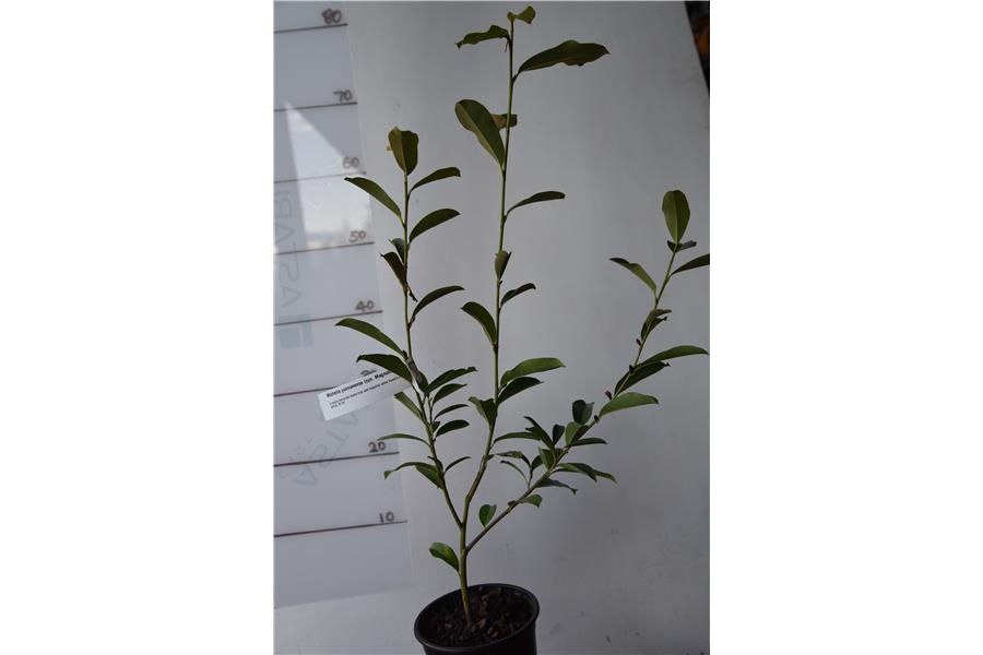 Michelia yunnanense (syn. Magnolia yunnanense)