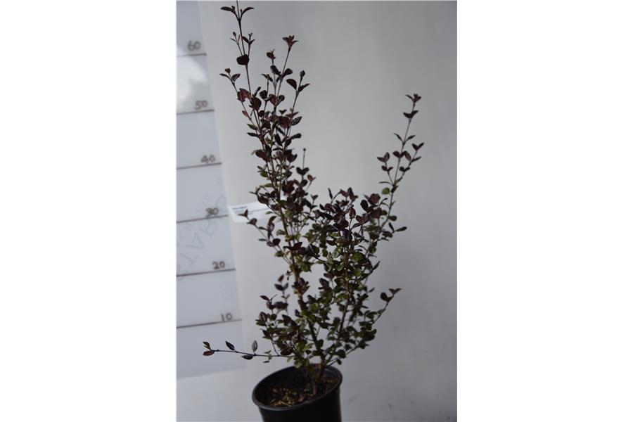 (Lophomyrtus)