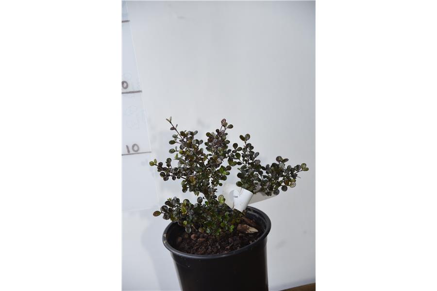 Myrtus r. Lilliput