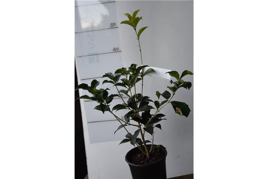 Osmanthus x fortunei