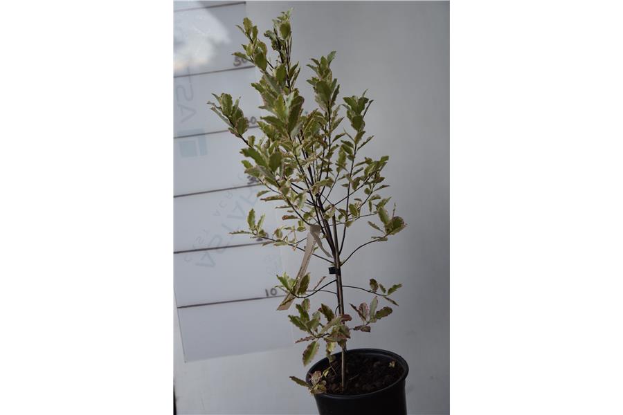 Pittosporum t. Elizabeth