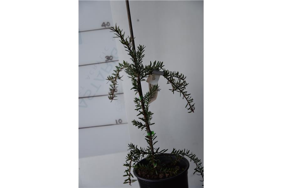 Totara