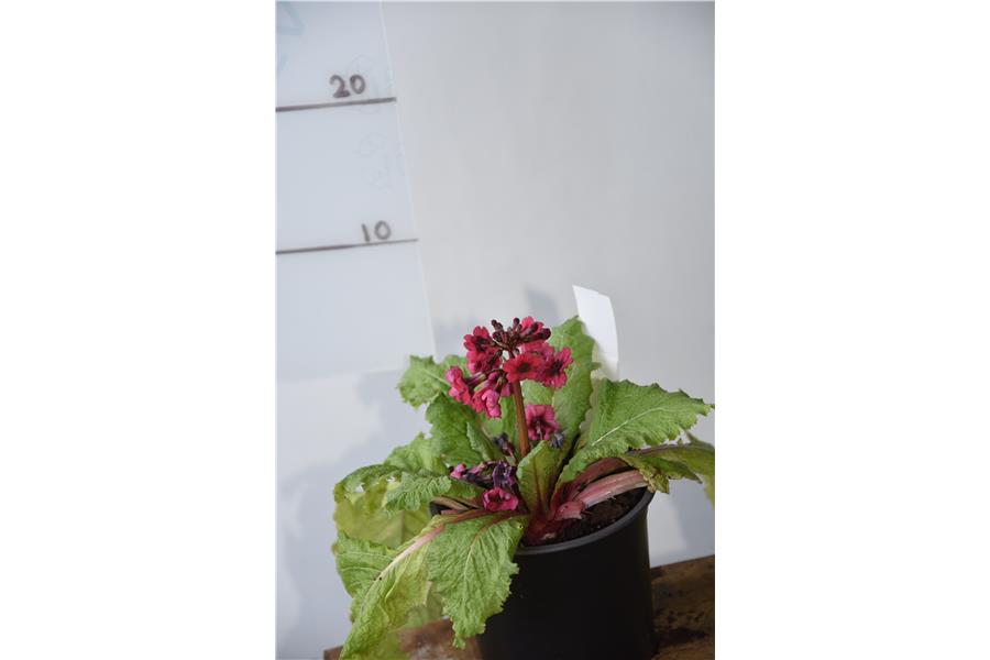 Japanese Primrose