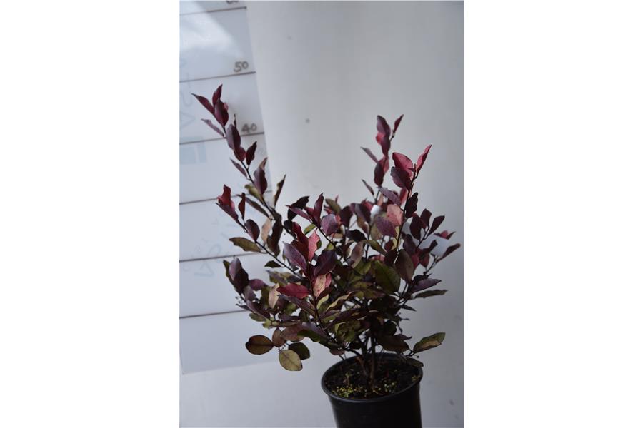 Pepper Tree
