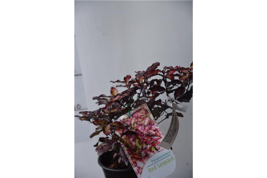 Red Pepper Tree