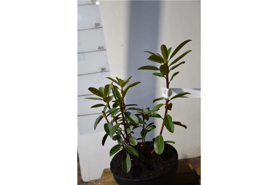 Rhodo Bernice