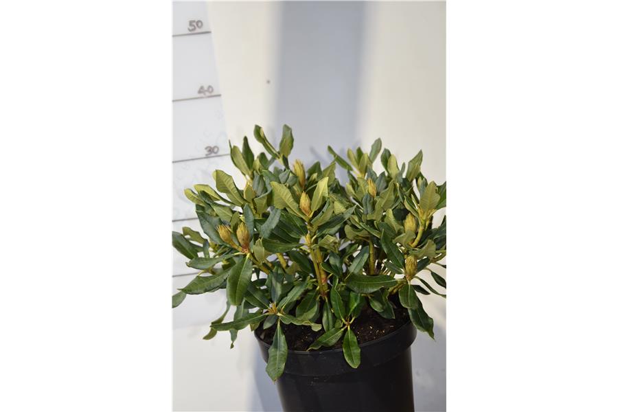 Rhodo Buna
