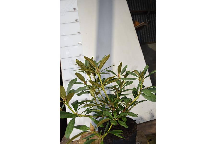 (caucasicum hybrid)