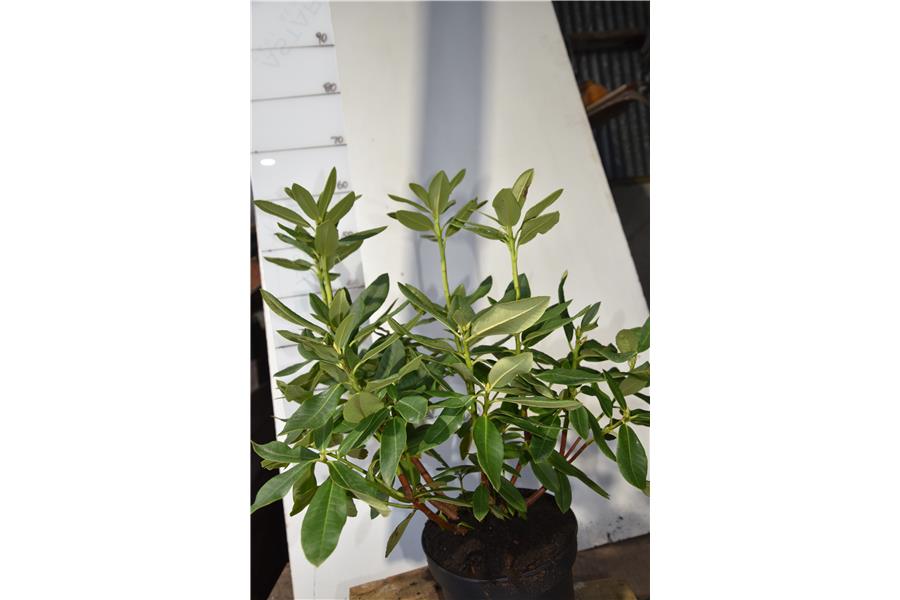 (arboreum x shilsonii)
