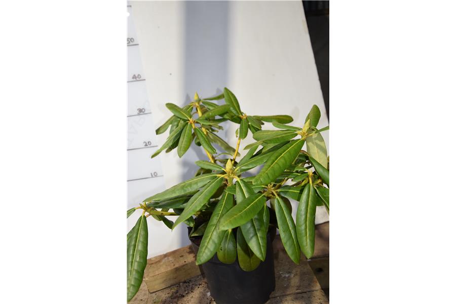 Rhodo Cream surpreme