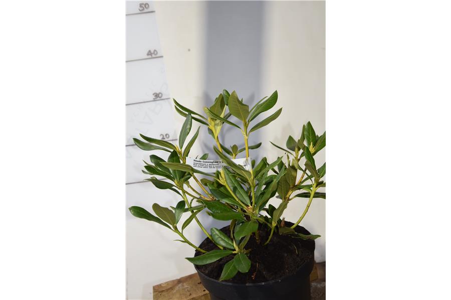 (caucasicum x ponticum)
