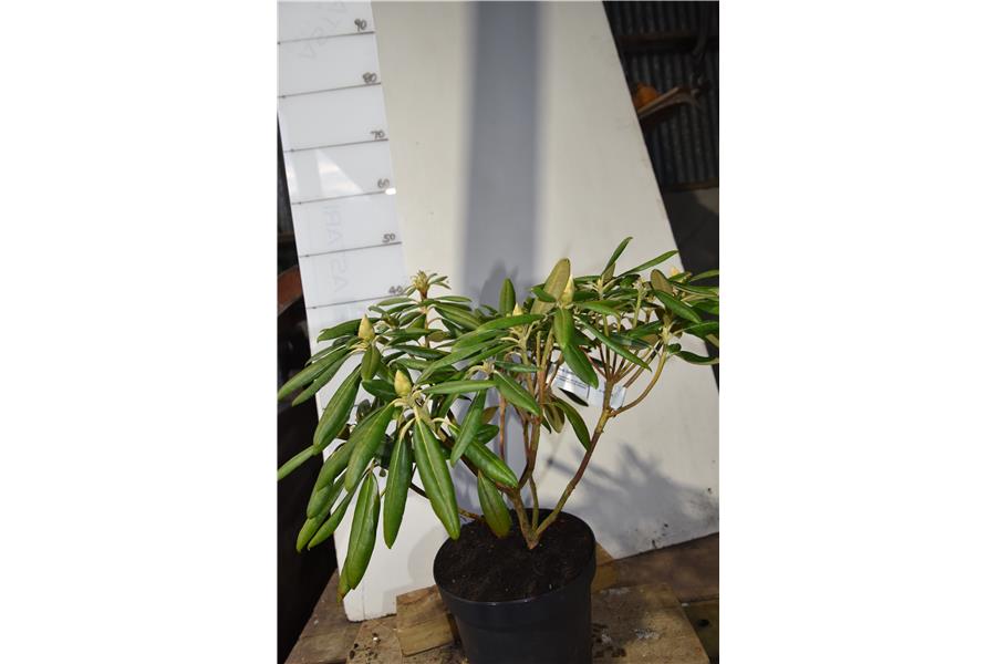 Rhodo Gordon Jones