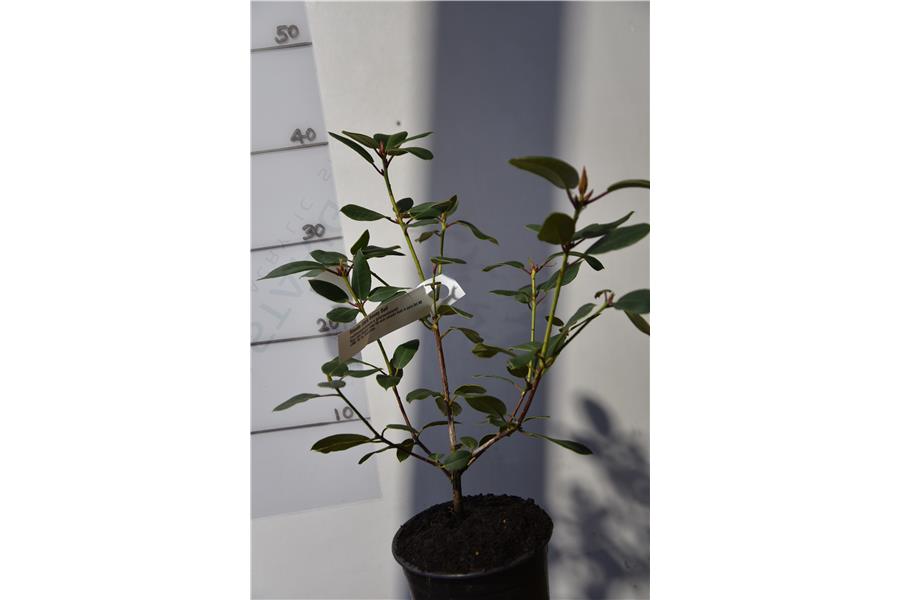 (williamsonianum x griersonianum)