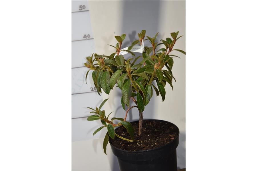 Rhodo John Bull