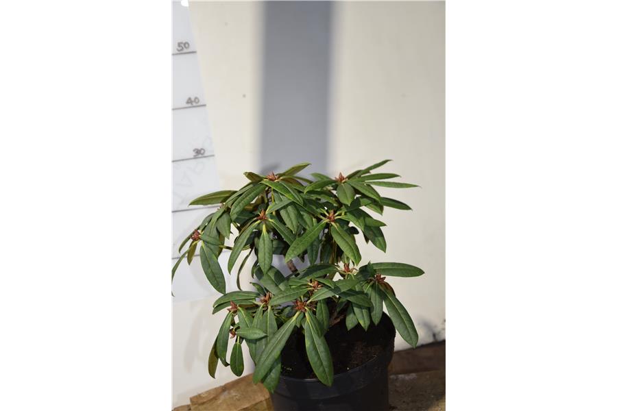 Fantastica x strigillosum