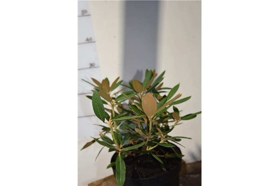 (dichroanthum x griersonianum)