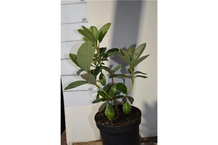 (R. LINDLEYI X R. NUTTALLII)