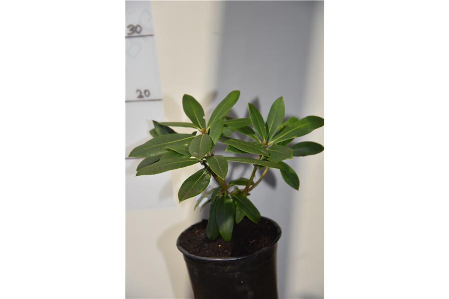 Rhodo Most Admired