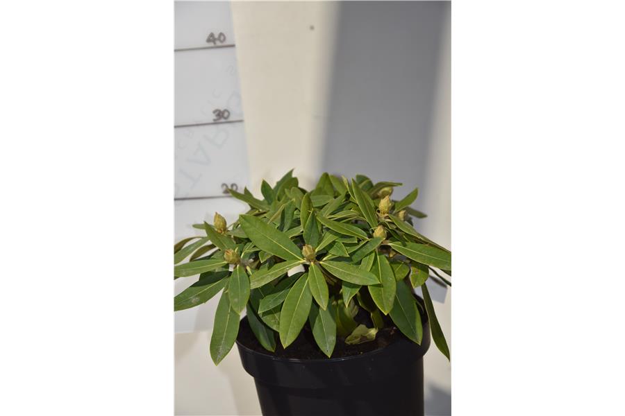 Rhodo Most Admired