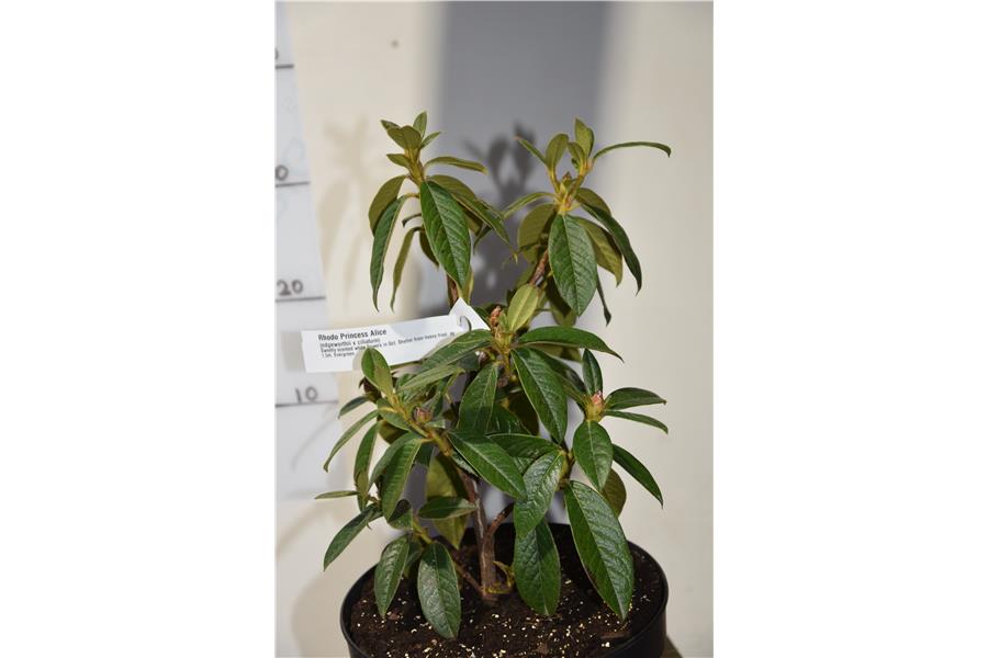 (edgeworthii x ciliatum)