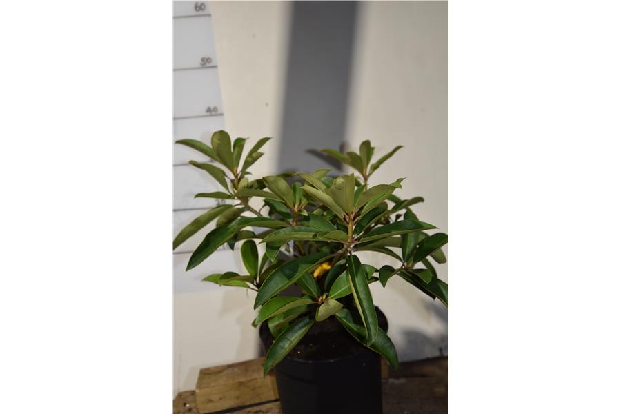 (Jean marie de montague x strigillosum)