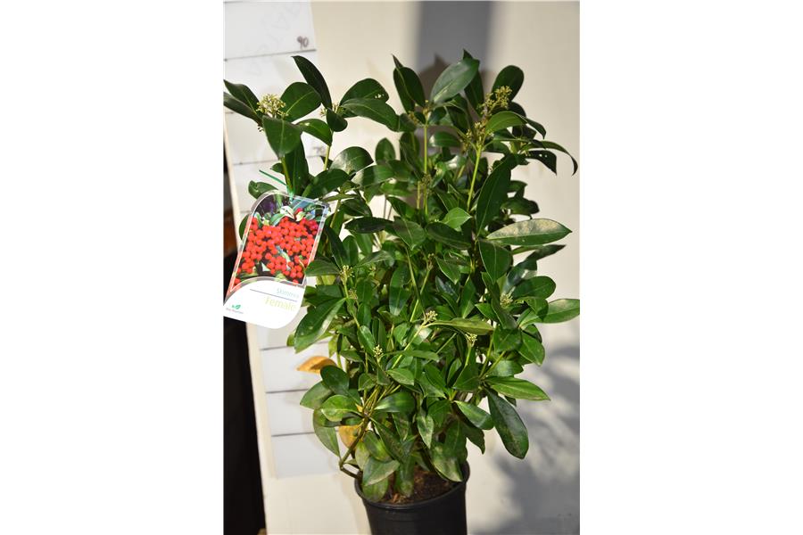 Skimmia japonica Rogersii