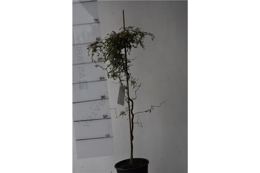 Sophora c. var tortuosa