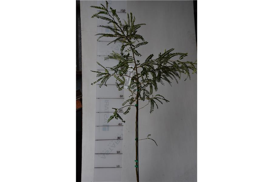Weeping Kowhai