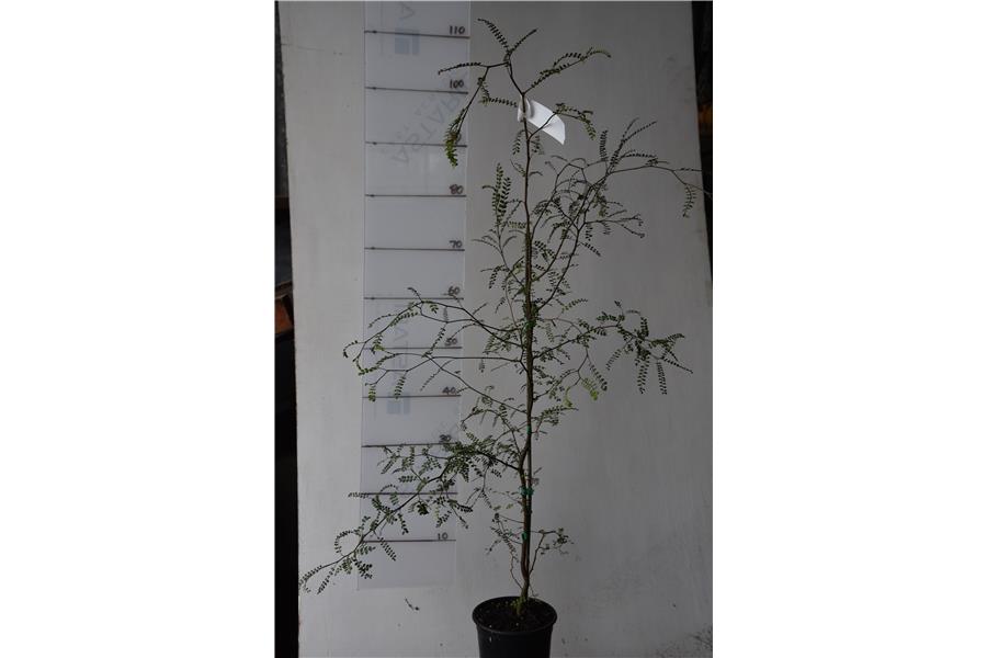 Sophora Te Atatu Gold