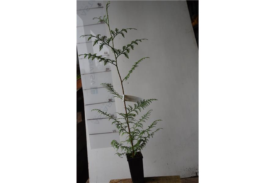 Western Red Cedar